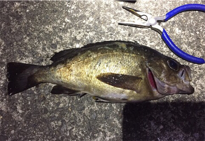 久々のメバリング