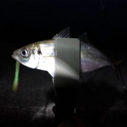 久しぶりのデカメバル！