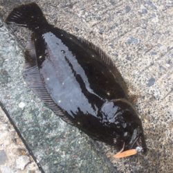 豆アジング数釣り