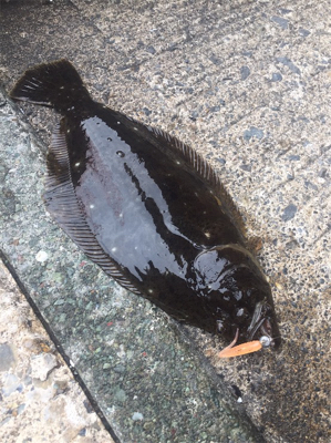 豆アジング数釣り