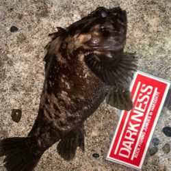 お魚さんどこいった！？