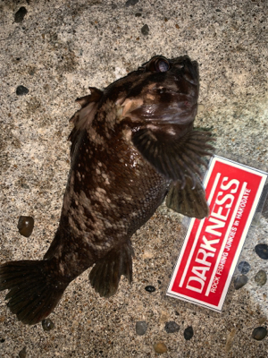 お魚さんどこいった！？