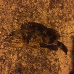 ガシラ自己新記録