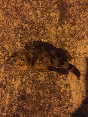 ガシラ自己新記録