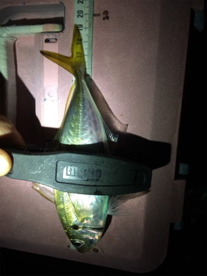 爆風ライトゲーム