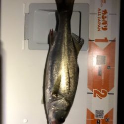 シーバスからのツバス