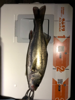 シーバスからのツバス