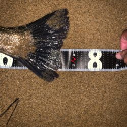 75センチシーバス！