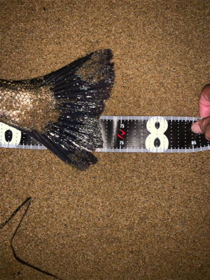 75センチシーバス！