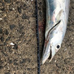 太刀魚サイズアップ!
