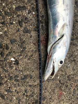 太刀魚サイズアップ!