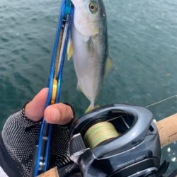 癒しツバスと難しいデイシーバス