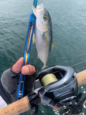 癒しツバスと難しいデイシーバス