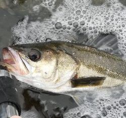 ソルトルアーマン1800〜2145