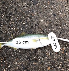 ツバスめちゃおる！