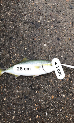 ツバスめちゃおる！