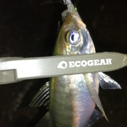 ナイトアジング