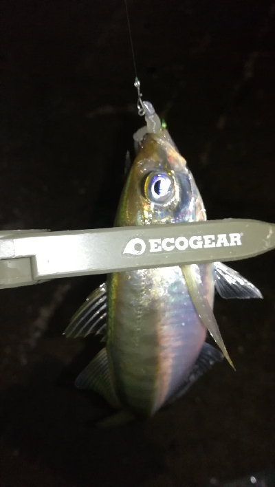 ナイトアジング