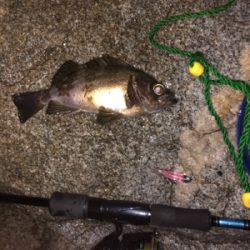 梅雨?メバリング