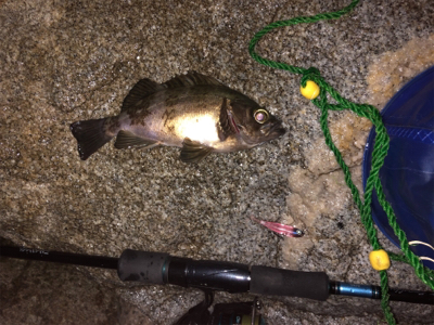 梅雨?メバリング