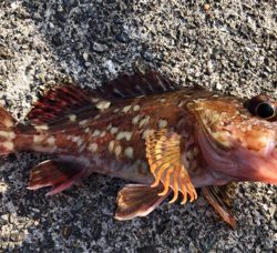 沖堤にて四目達成…小ぶりですが^_^