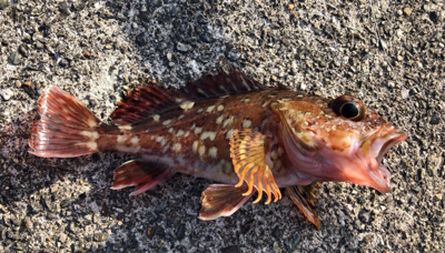 沖堤にて四目達成…小ぶりですが^_^