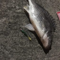 なんとか令和初キビレ今頃w