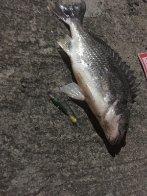 なんとか令和初キビレ今頃w