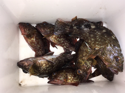 ワームでガシラ