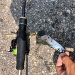 何時でも釣れる ライトゲーム