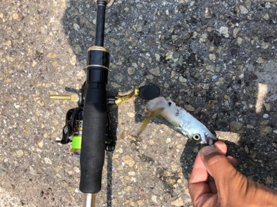 何時でも釣れる ライトゲーム