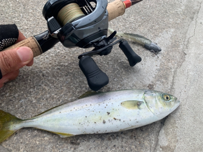 ツバスおっきくなってきた♫