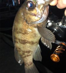 まだまだメバルは釣れる!