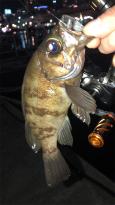 まだまだメバルは釣れる!