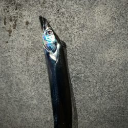 活性高い タチウオ釣り