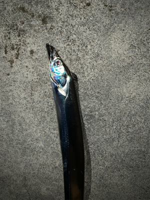 活性高い タチウオ釣り