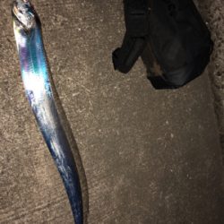 青岸タチウオ五本