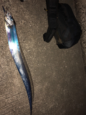 青岸タチウオ五本