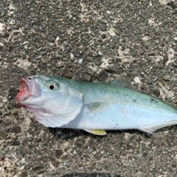 本日もルアーフィッシング