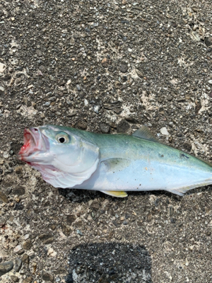 本日もルアーフィッシング