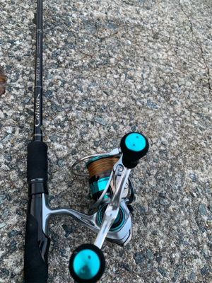 大きいアオリイカ!