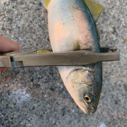 ショアジギ→アジング