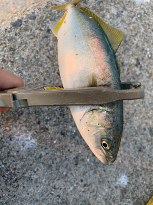 ショアジギ→アジング