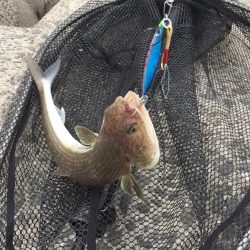 久しぶりの太刀魚君