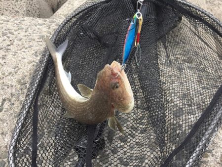 久しぶりの太刀魚君