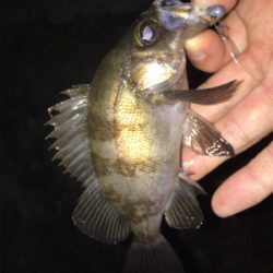 良型アジは釣れず!