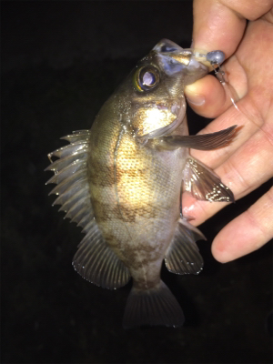 良型アジは釣れず！