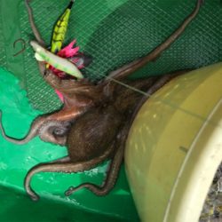 明石恵比寿丸  タコ釣り