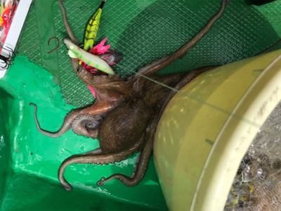 明石恵比寿丸  タコ釣り