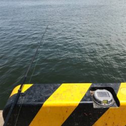 ノマセ釣りでツバス釣りました